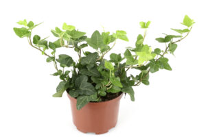 Engish Ivy in pot